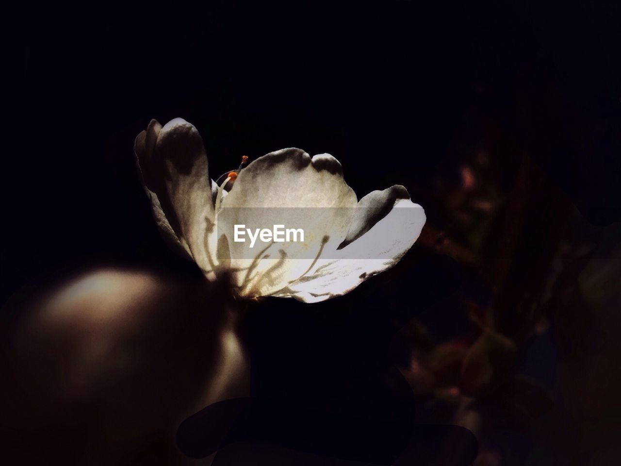 Close-up of white flower blooming outdoors