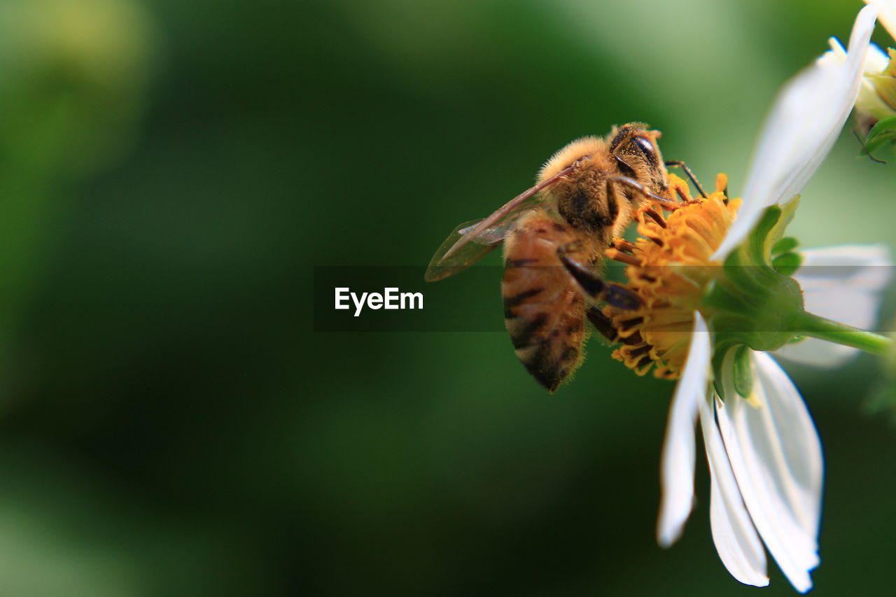 Close-up of bee pollinating on flower