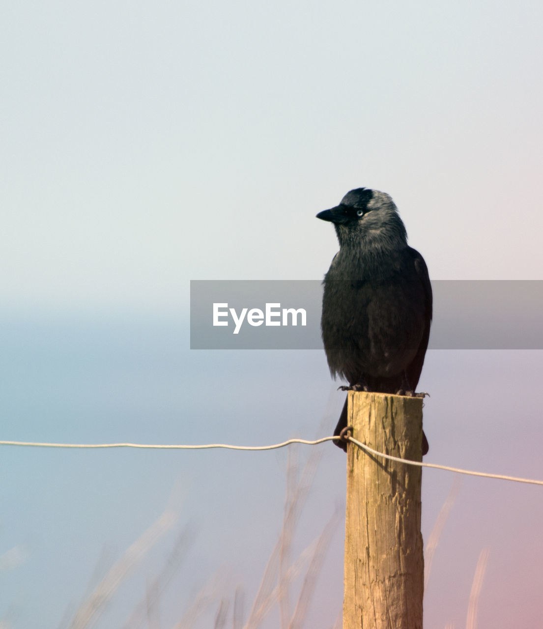 Raven perching on wooden post against sky