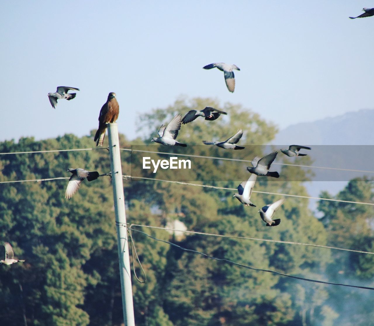 FLOCK OF BIRDS FLYING AGAINST SKY