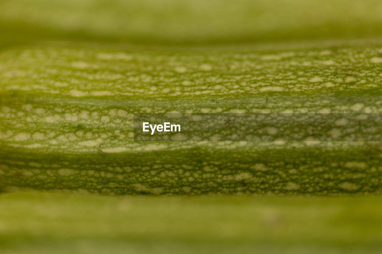 green, plant, leaf, grass, no people, close-up, backgrounds, selective focus, freshness, macro photography, food and drink, plant stem, nature, cucumber, full frame, vegetable, food, produce, extreme close-up, textured, flower, wellbeing, lawn, copy space, field