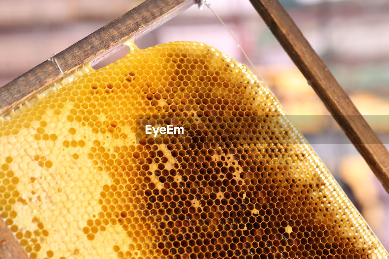 Close-up of honey comb on a frame