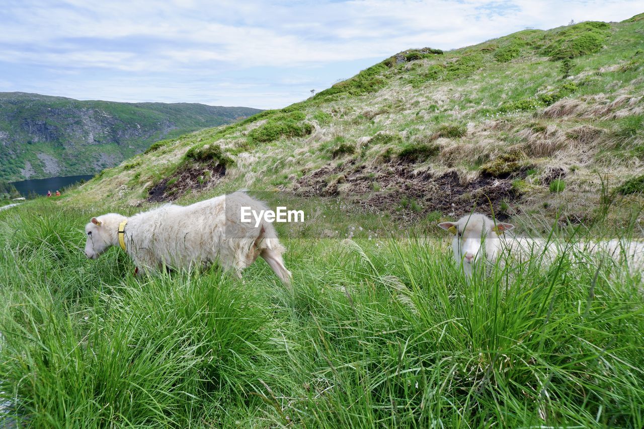 Sheep in a field