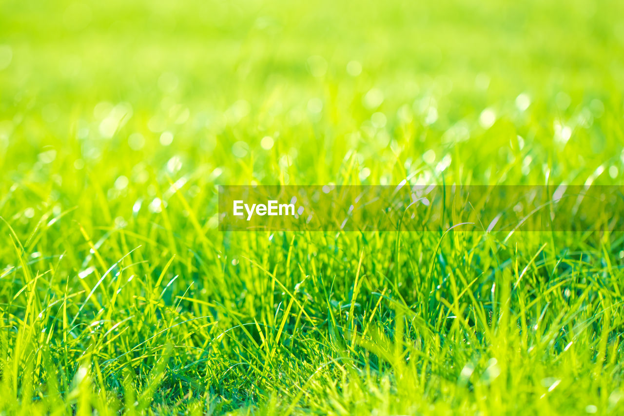 FULL FRAME SHOT OF FRESH GRASS IN FIELD