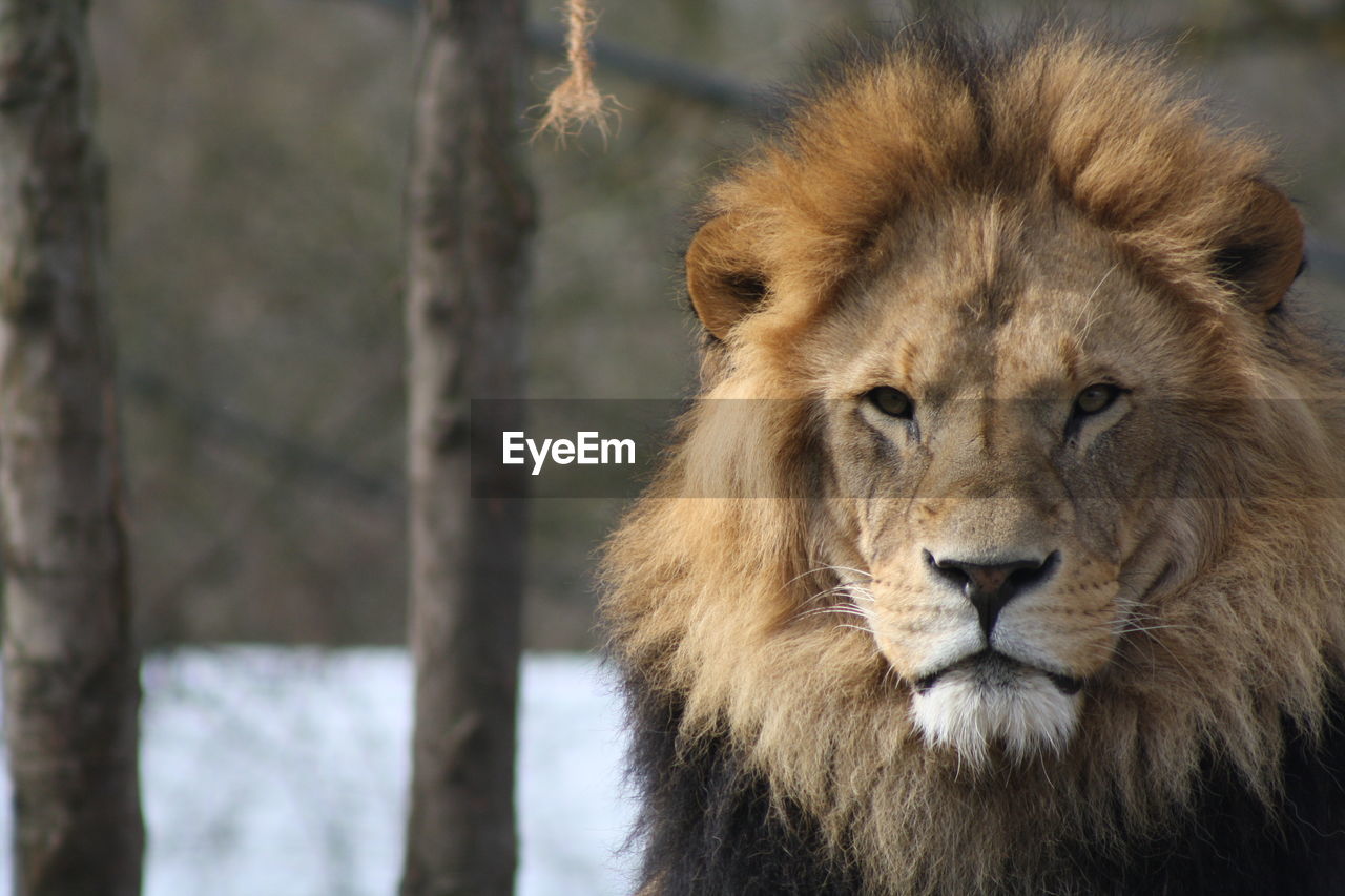 Lioness looking straight to camera