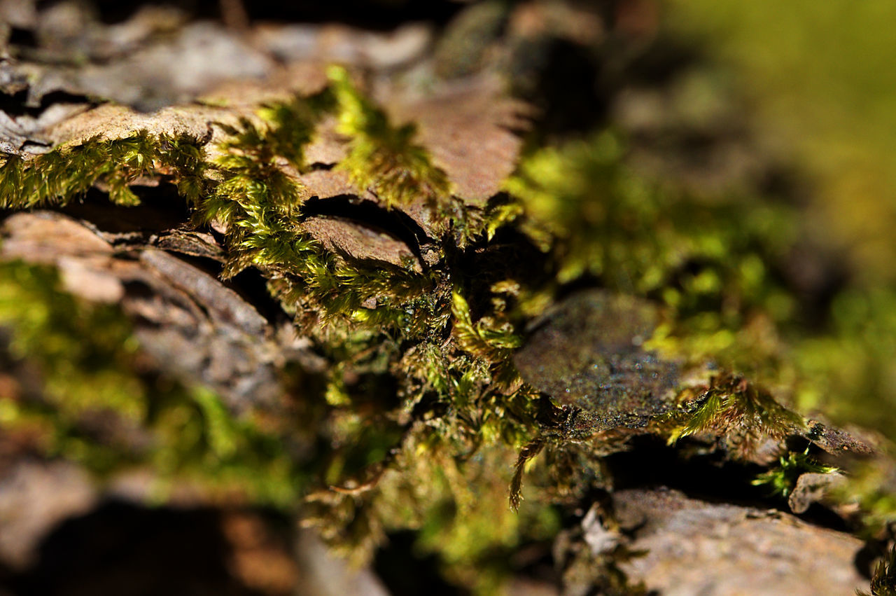 Close-up of plant