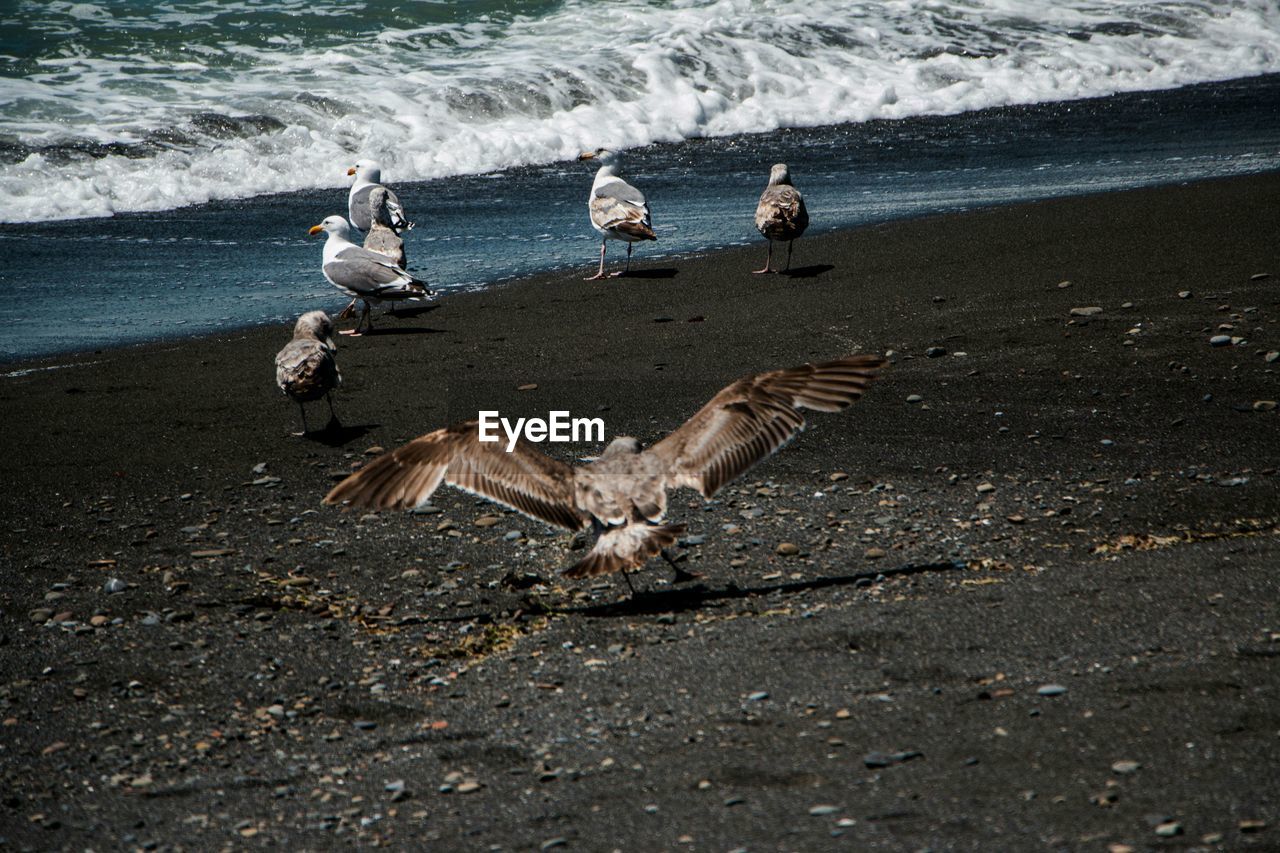 View of seagulls on beach