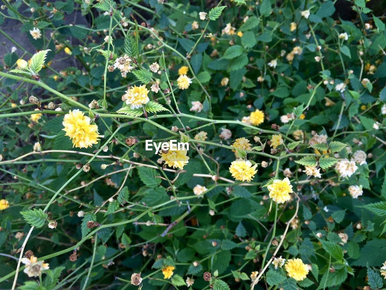 Close-up of white flowers