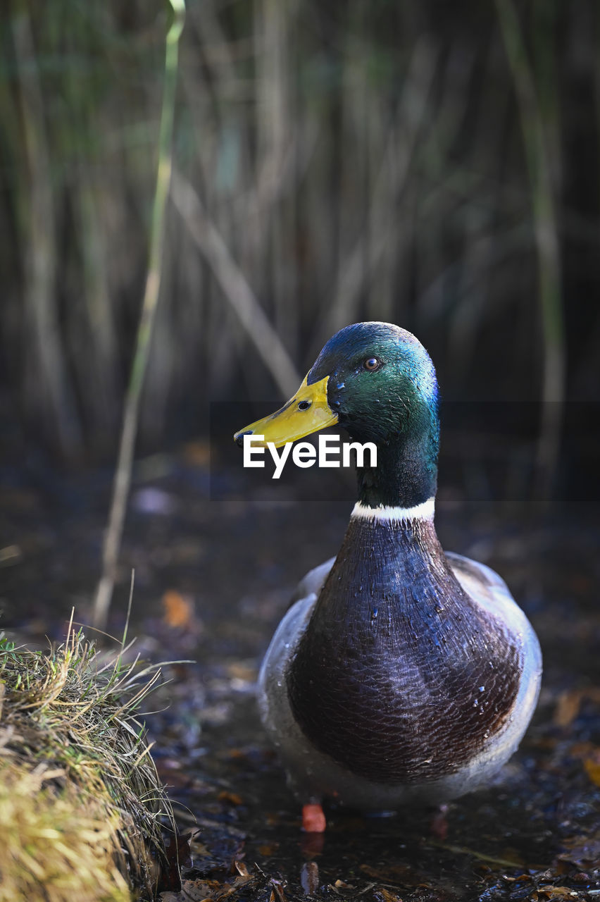 CLOSE-UP OF A MALLARD DUCK