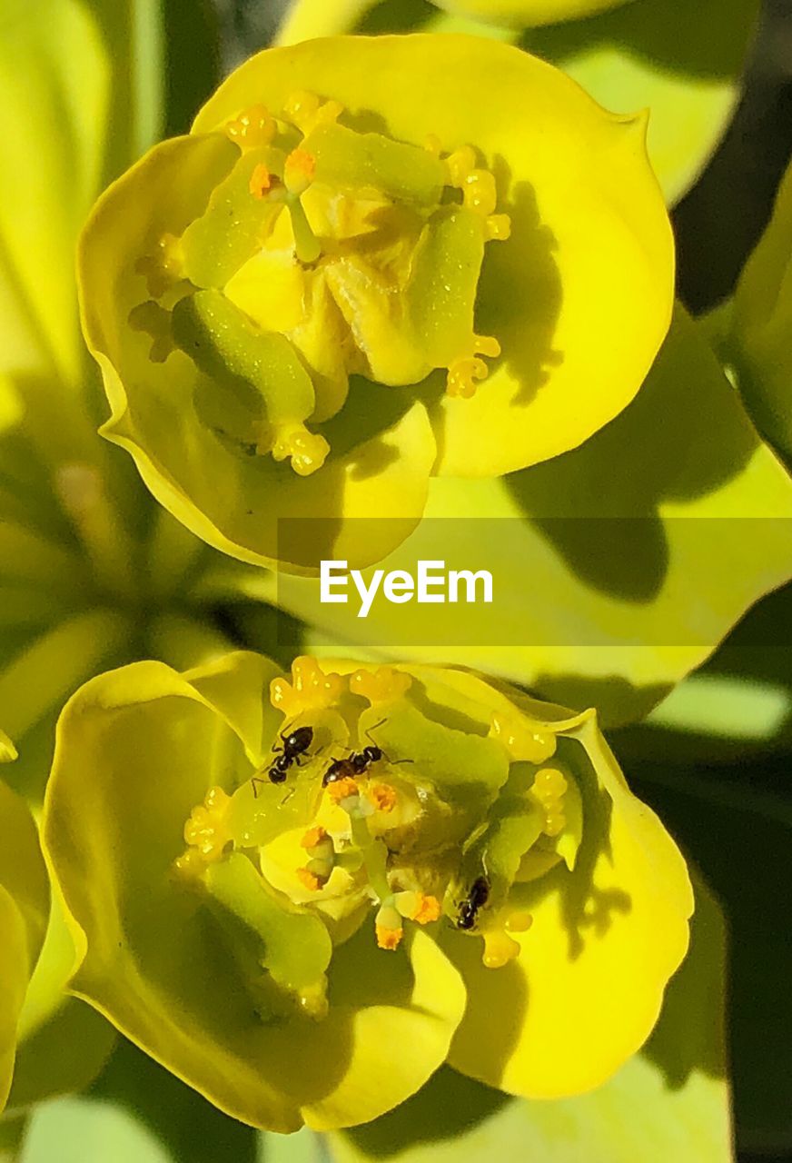 CLOSE-UP OF YELLOW FLOWERS GROWING OUTDOORS