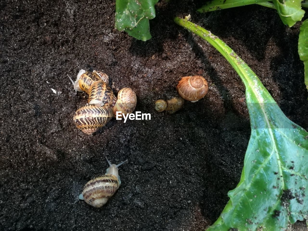 High angle view of snails on soil