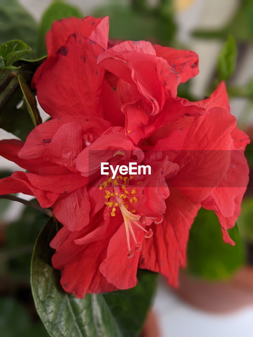 CLOSE-UP OF RED FLOWER