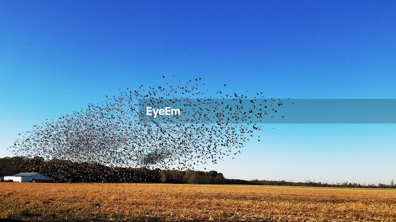 BIRDS AGAINST CLEAR SKY