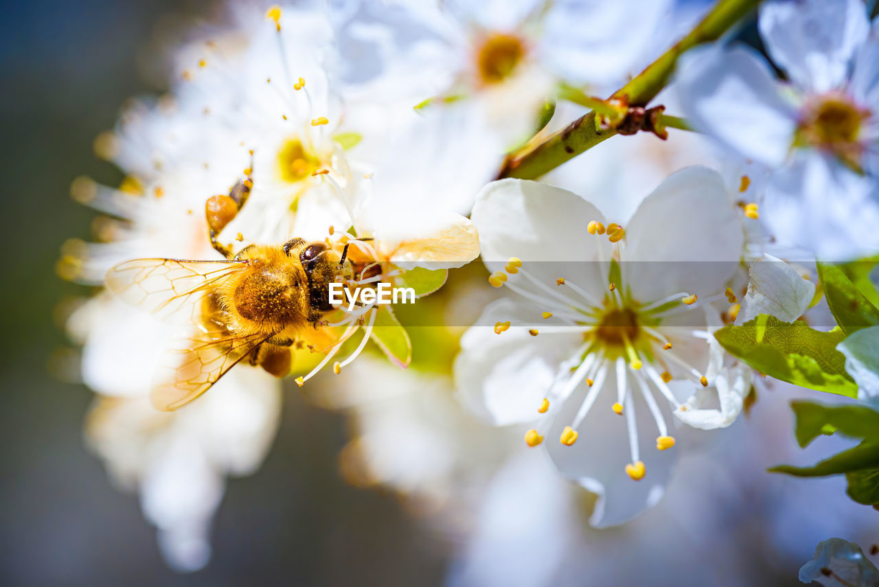 Close-up of bee pollinating flower