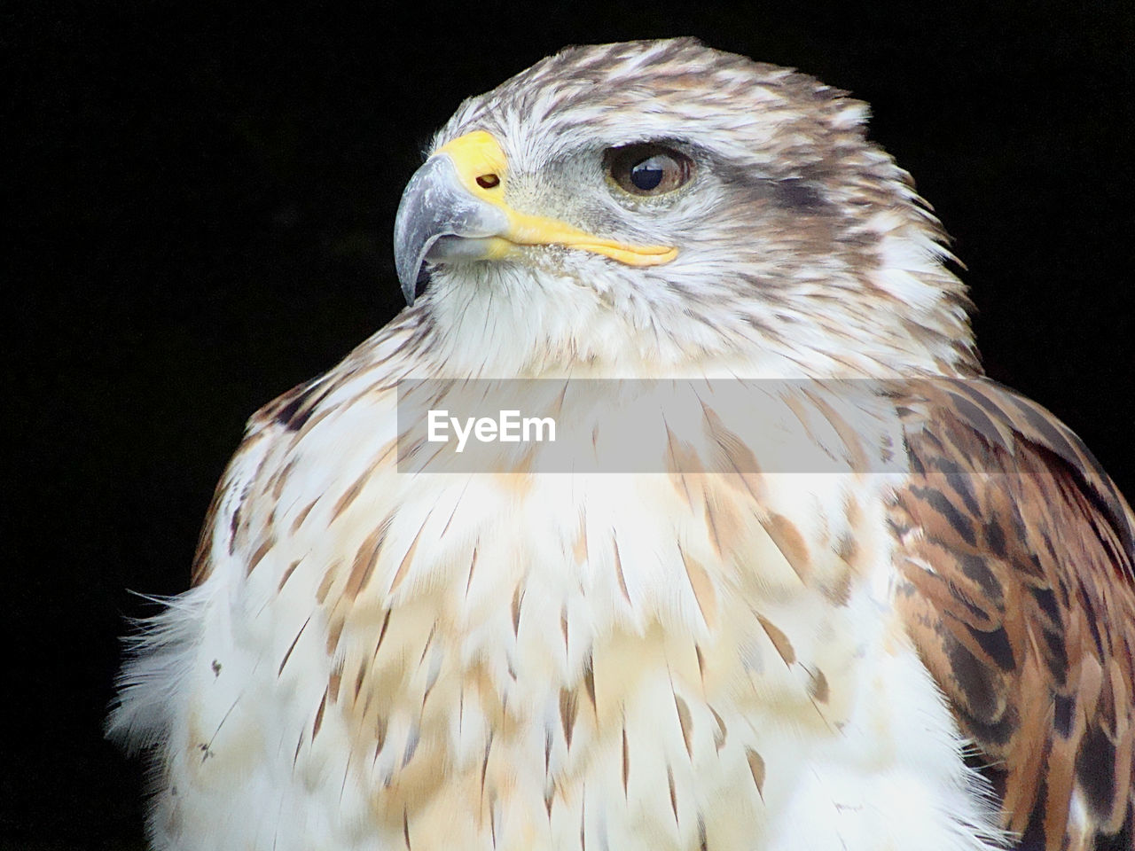 PORTRAIT OF EAGLE AGAINST BLACK BACKGROUND