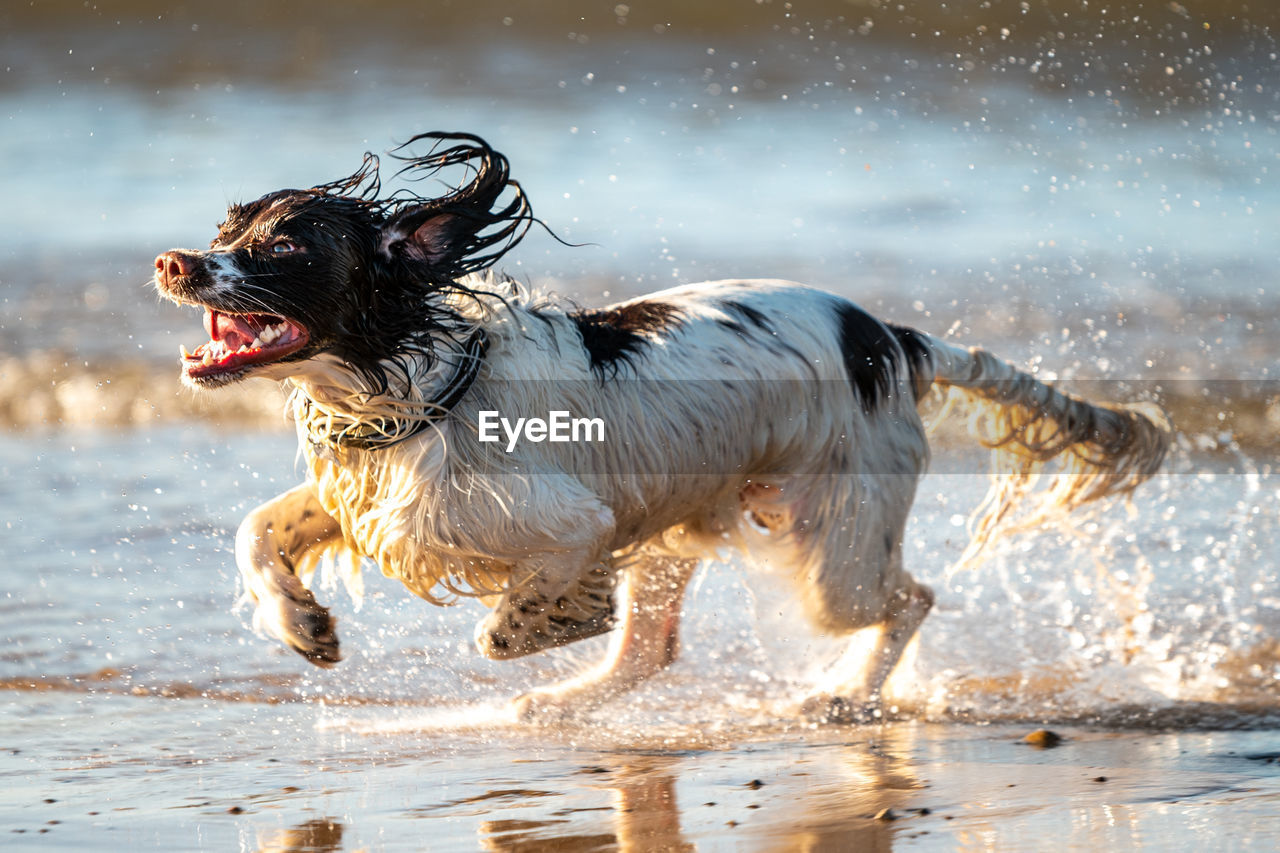 Full length of dog running in water