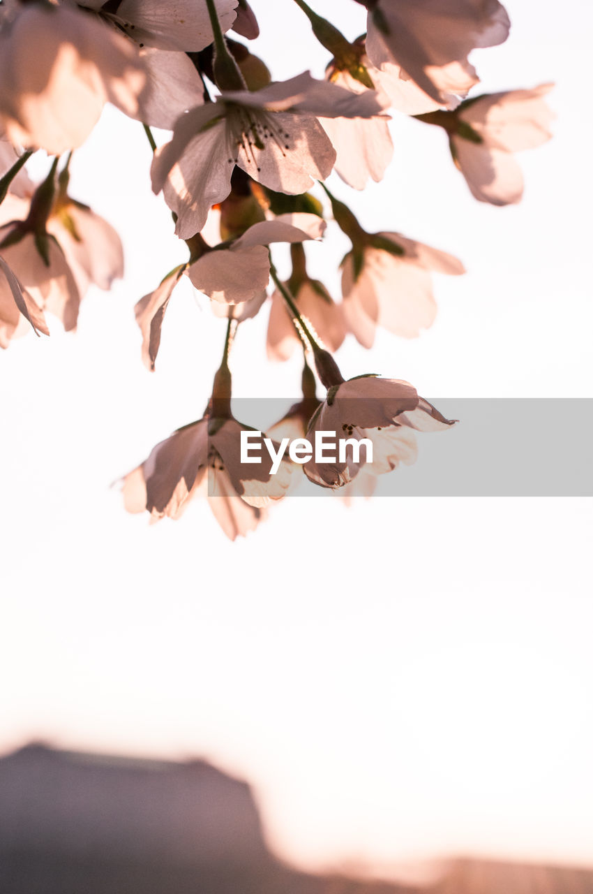 Close-up of cherry blossoms in spring