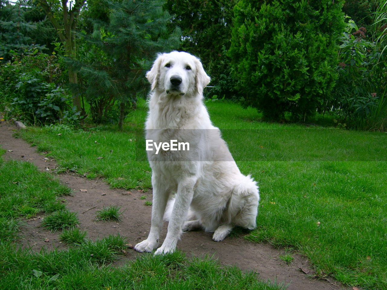 Portrait of white dog in park