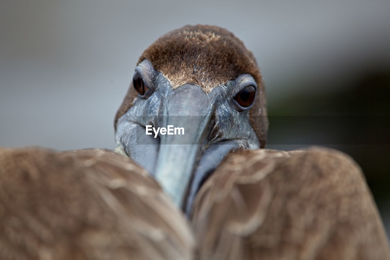 Head on closeup of galapagos brown pelican pelecanus occidentalis urinator in galapagos islands