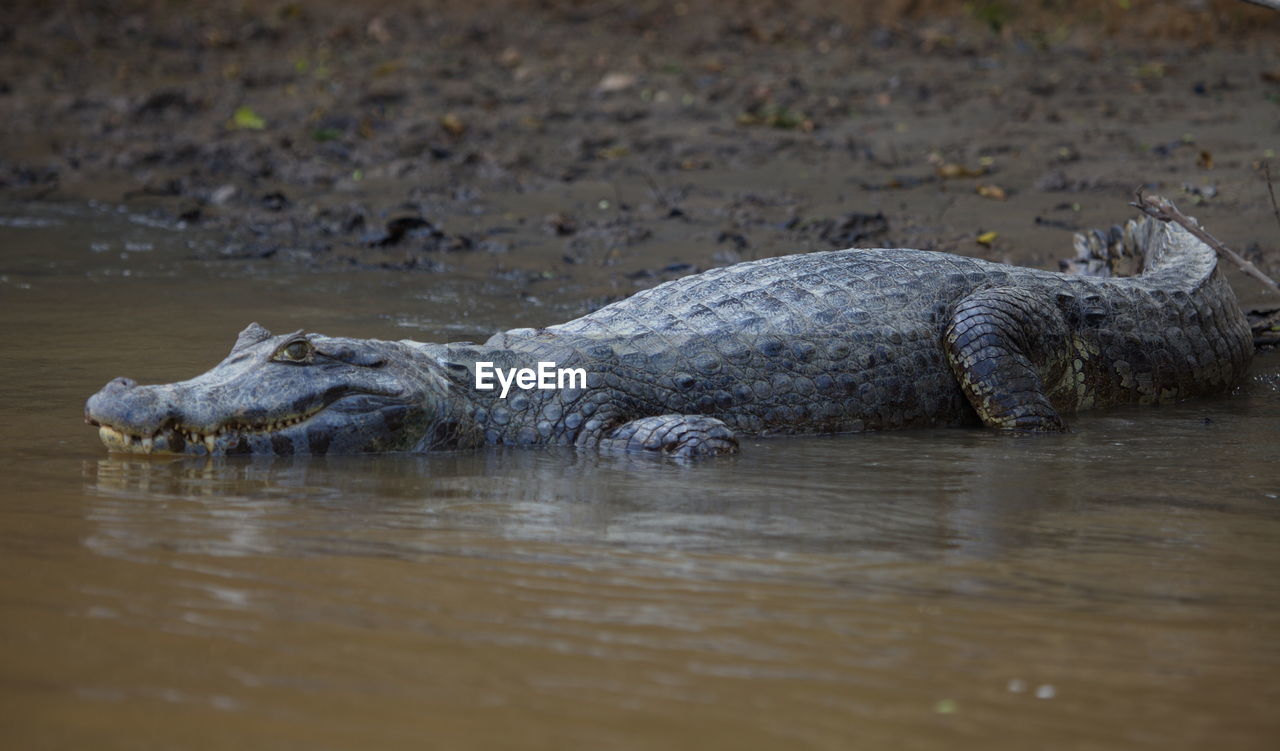 Closeup portrait of black caiman melanosuchus niger entering water from riverbank, bolivia.