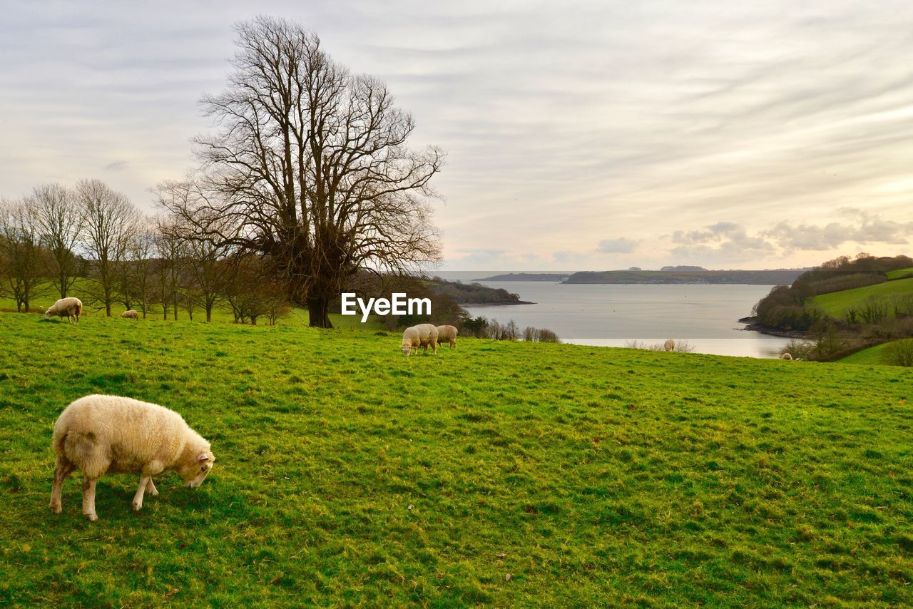 SHEEP GRAZING IN FIELD