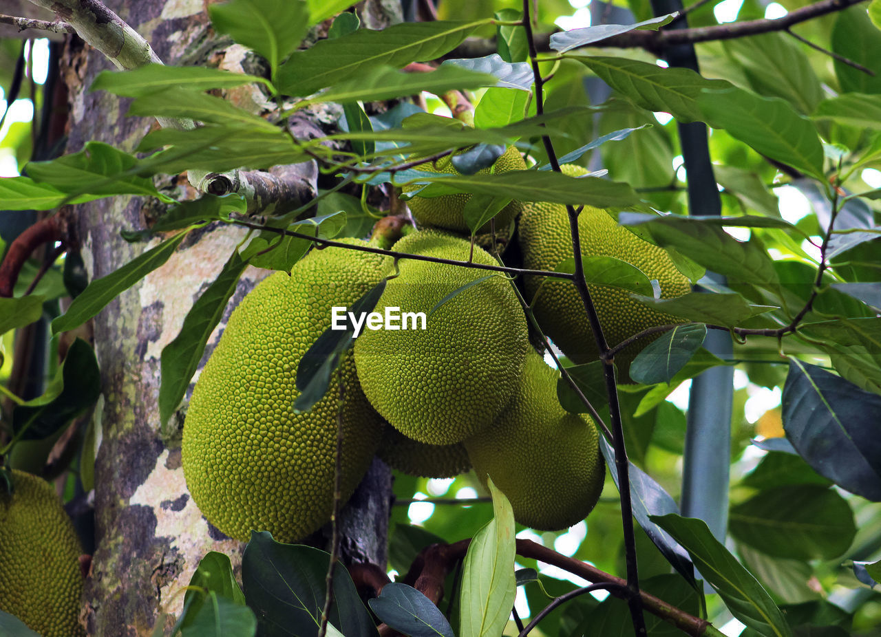 Close-up of jackfruits growing on tree