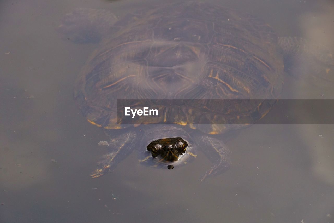 HIGH ANGLE VIEW OF TURTLE IN SWIMMING POOL