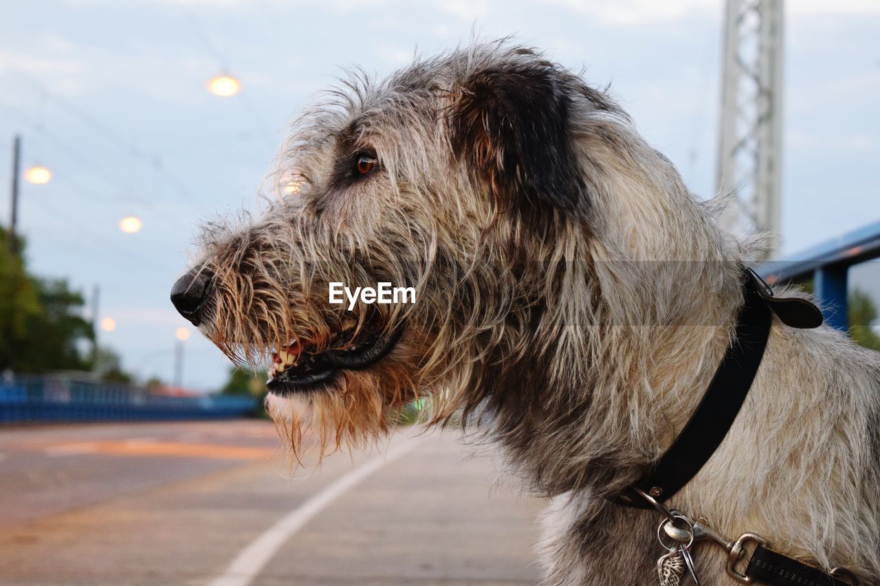 Close-up of dog against sky