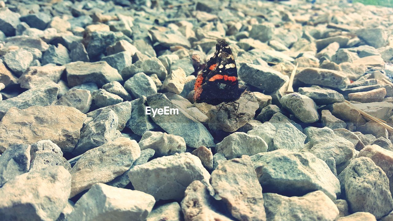 CLOSE-UP OF LADYBUG ON PEBBLE