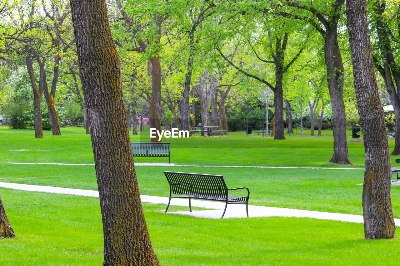 Trees in park