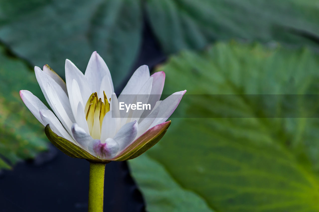 CLOSE-UP OF WHITE WATER LILY