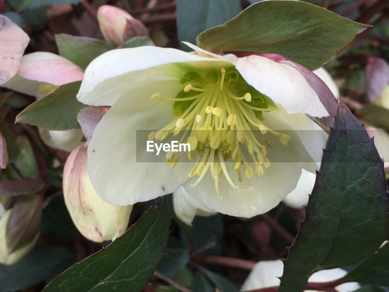 CLOSE-UP OF FLOWER BLOOMING