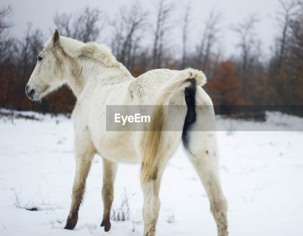 White horse in the snow on its back with its tail up