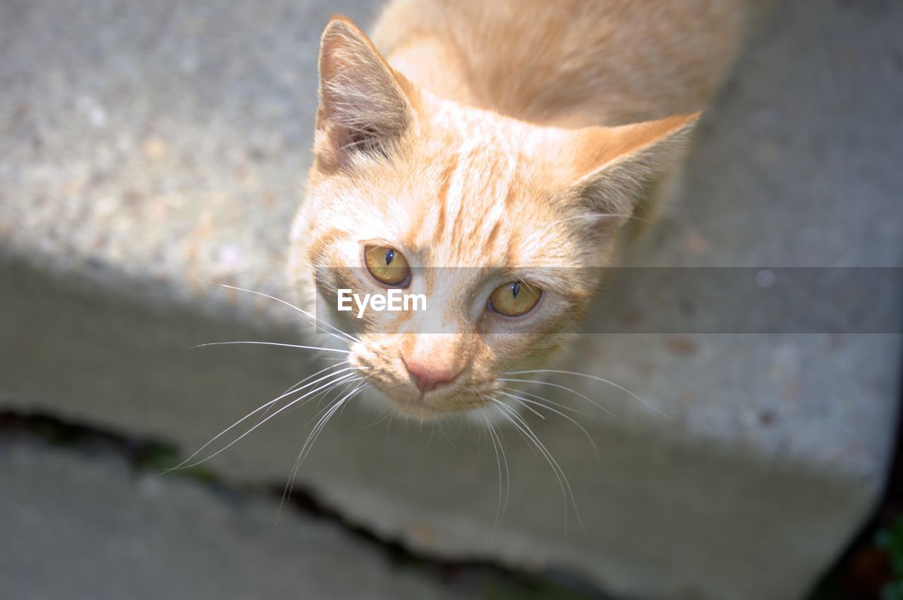 CLOSE-UP PORTRAIT OF A CAT