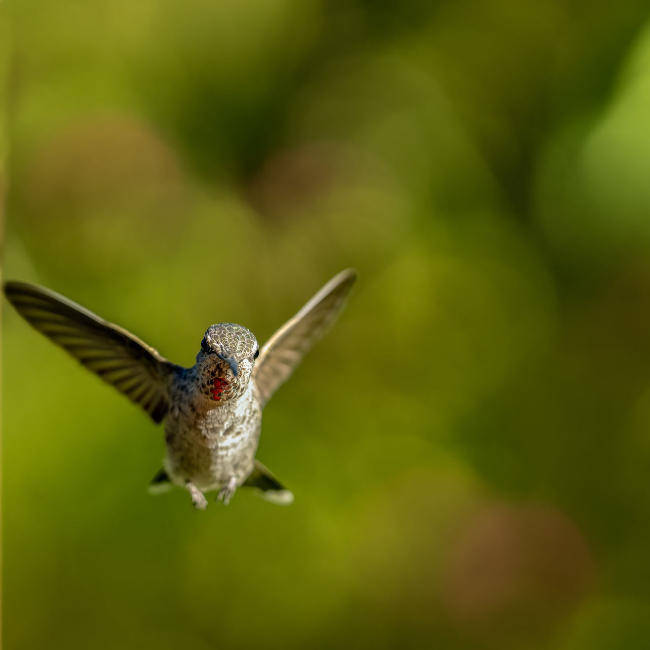 Close-up of a hummingbird flying