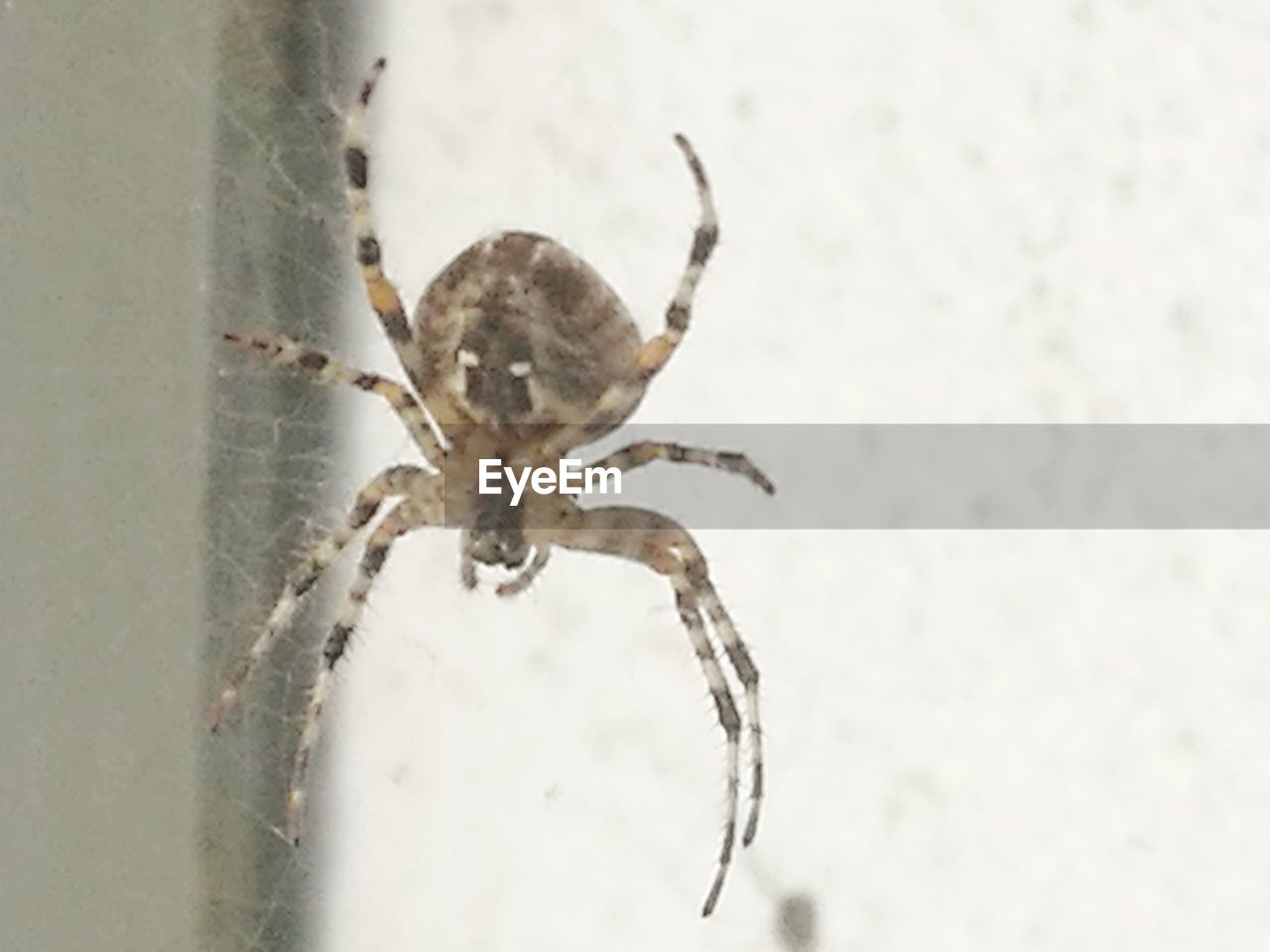 CLOSE-UP OF SPIDER