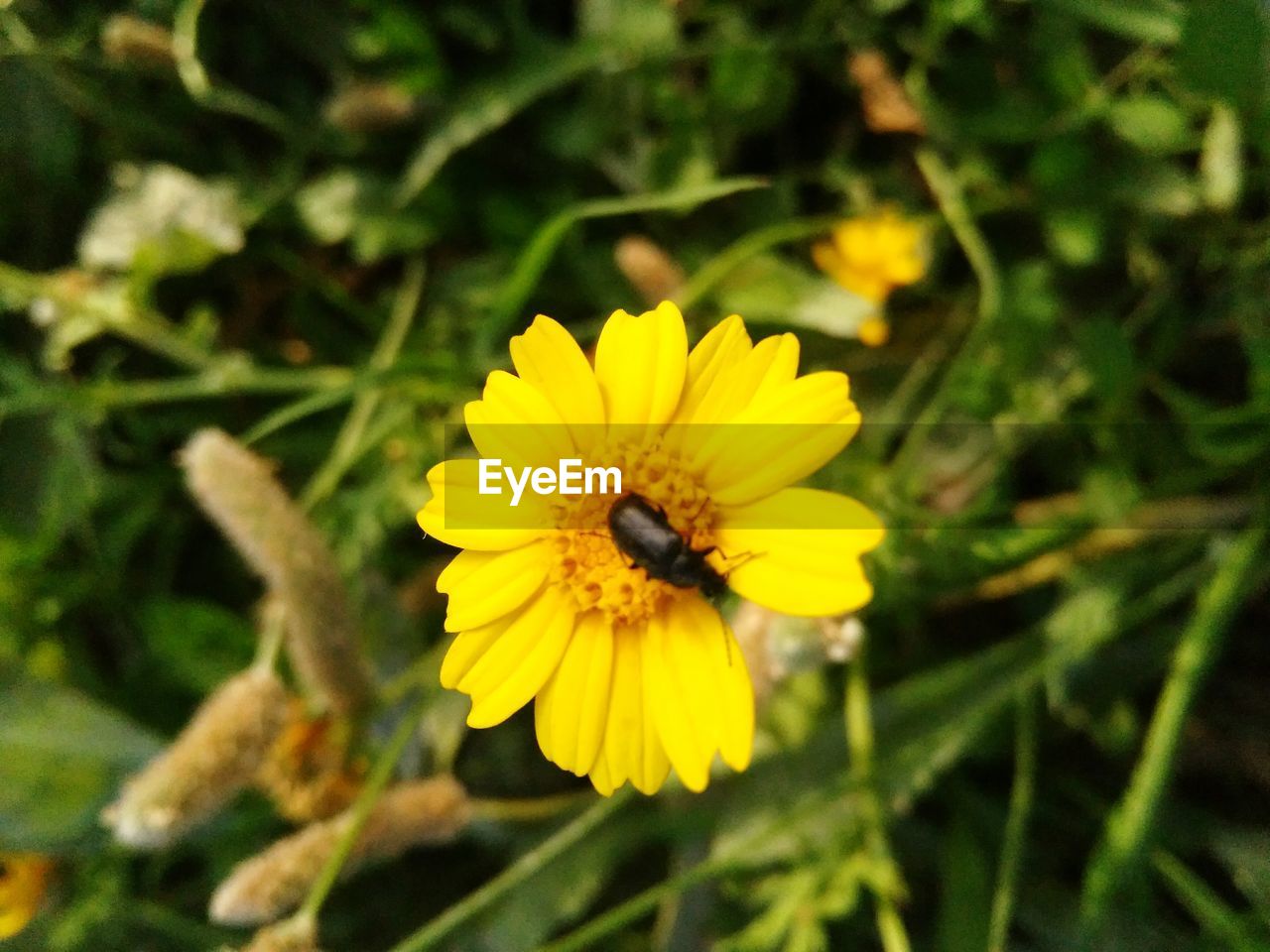 CLOSE-UP OF HONEY BEE ON FLOWER