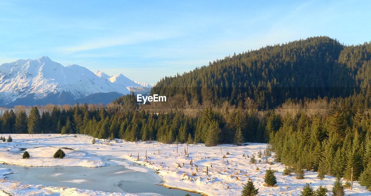 Panoramic view of pine trees on snowcapped mountains against sky