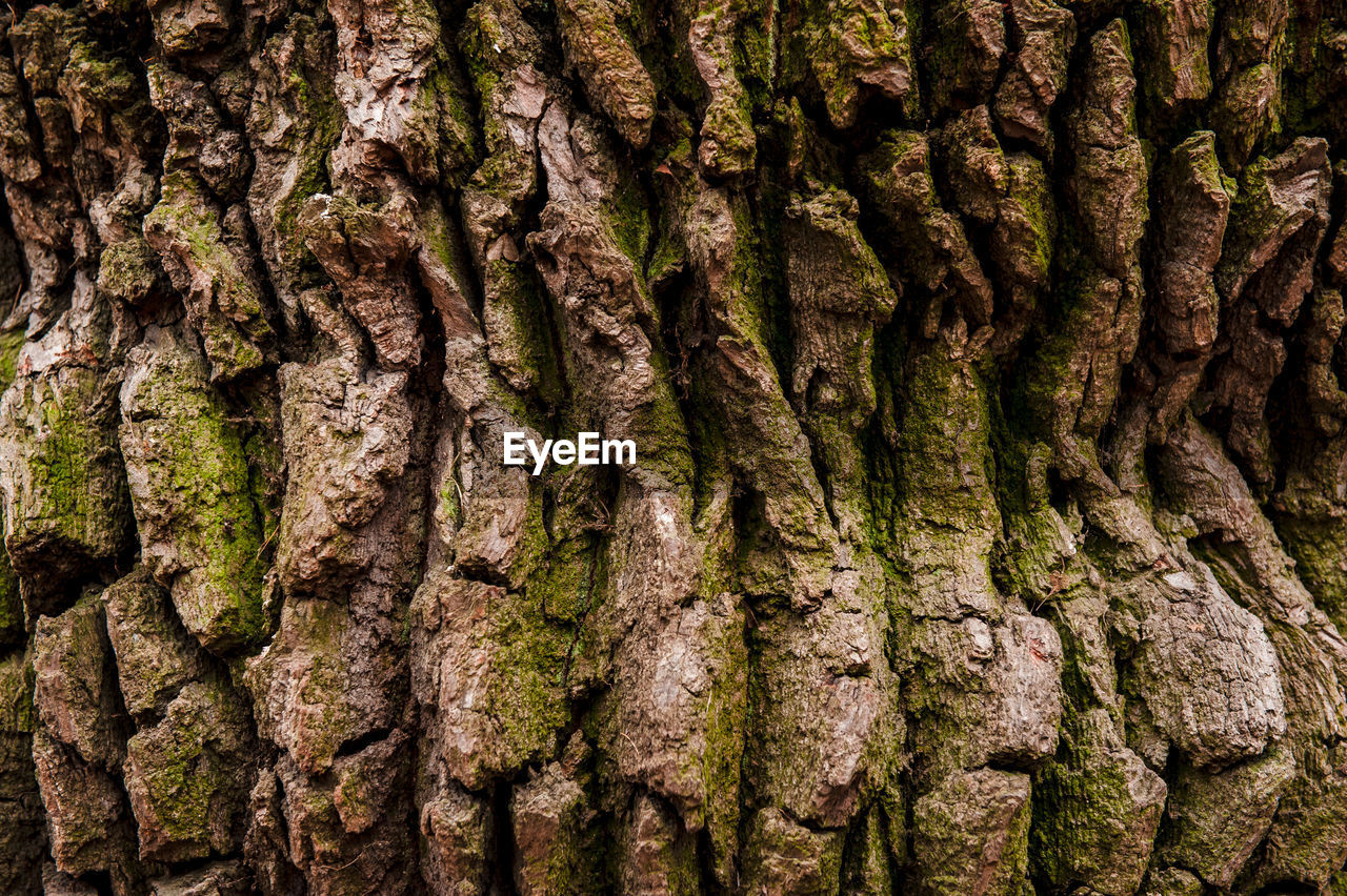 FULL FRAME SHOT OF TREE BARK