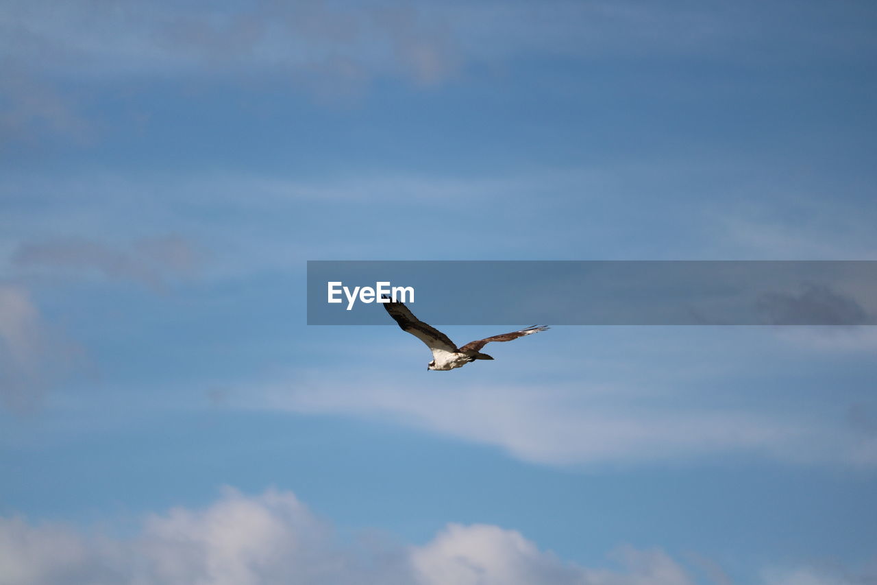 LOW ANGLE VIEW OF SEAGULLS FLYING IN SKY