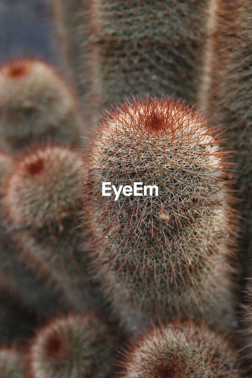 CLOSE-UP OF CACTUS PLANT