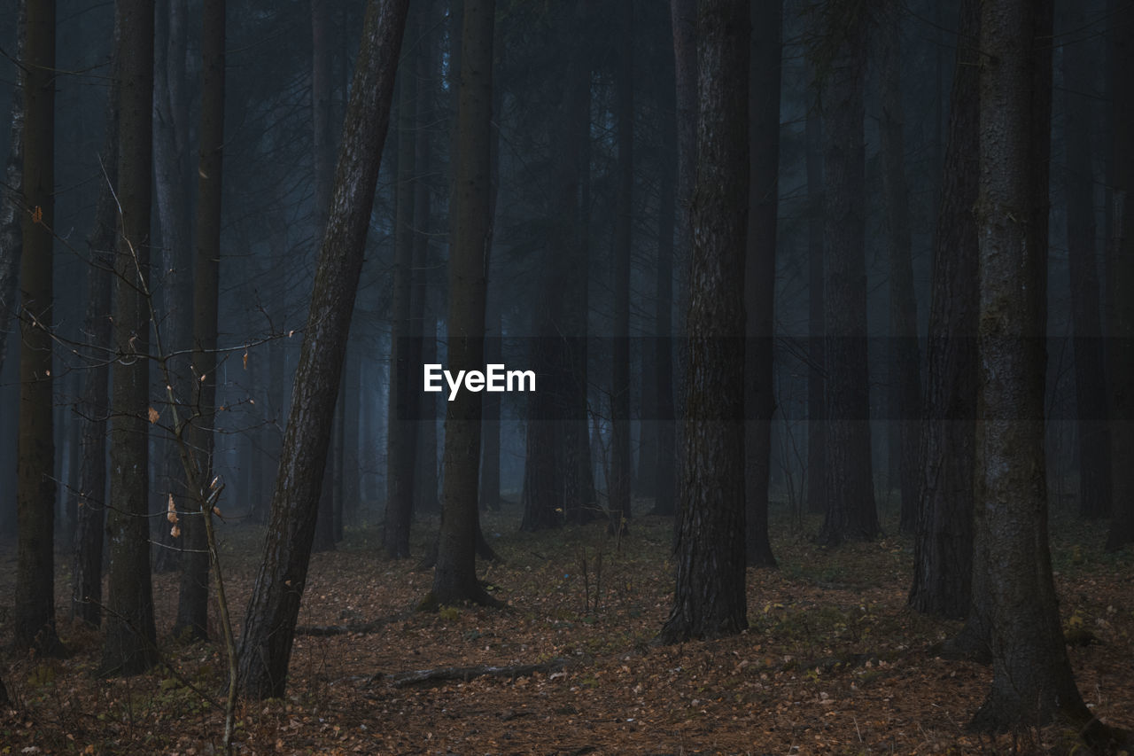 Scenic view of forest