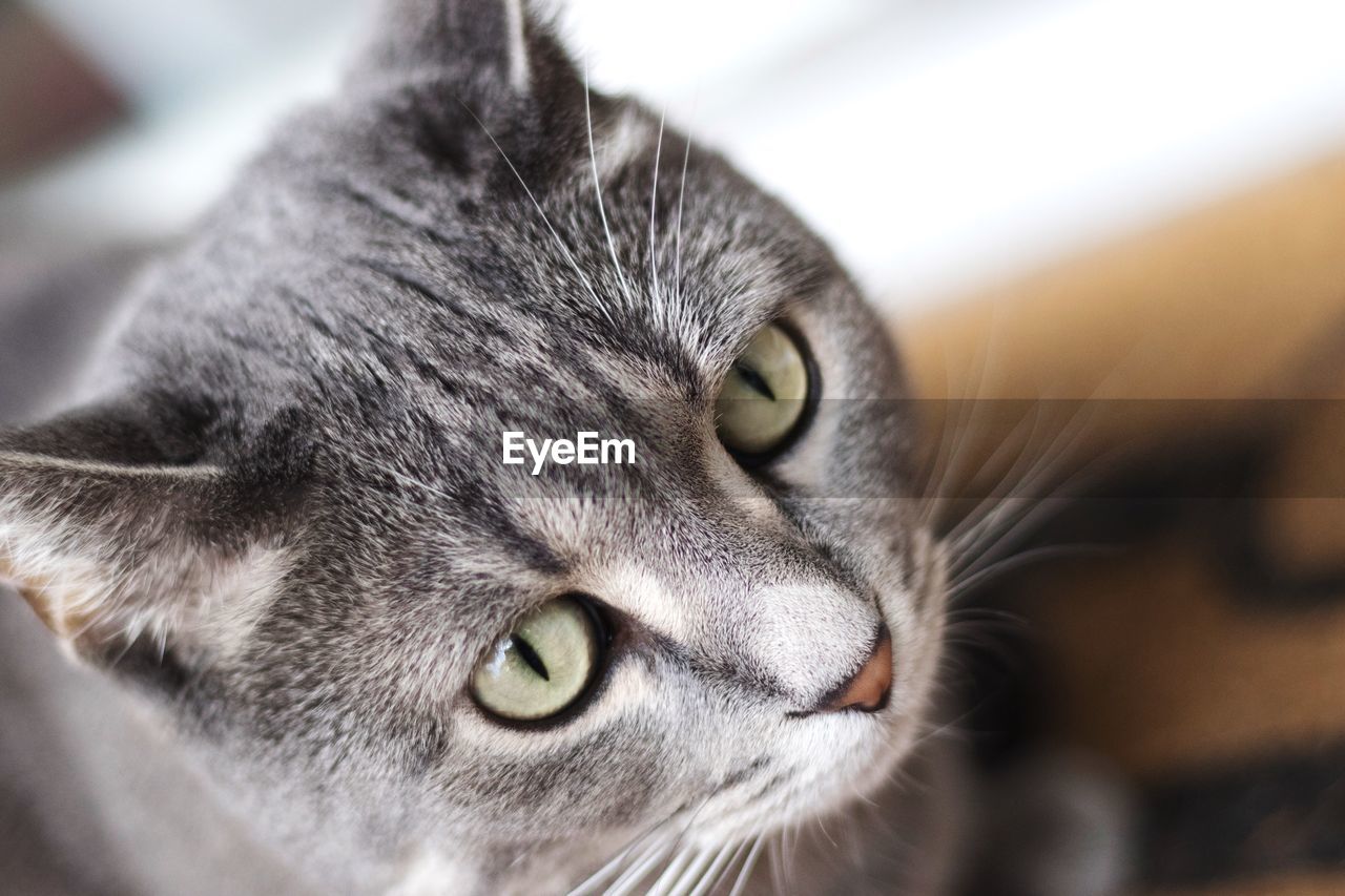Close-up portrait of cat