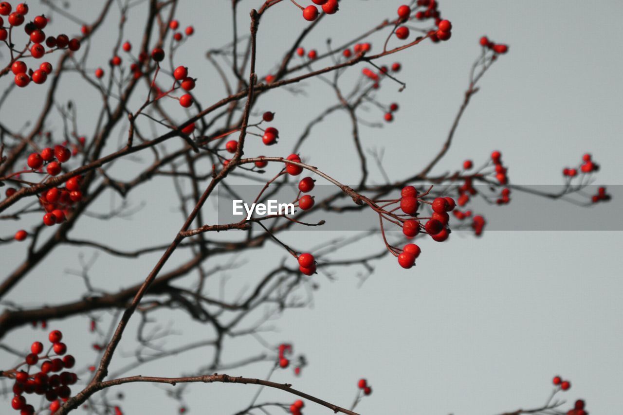 Low angle view of red berries growing against sky