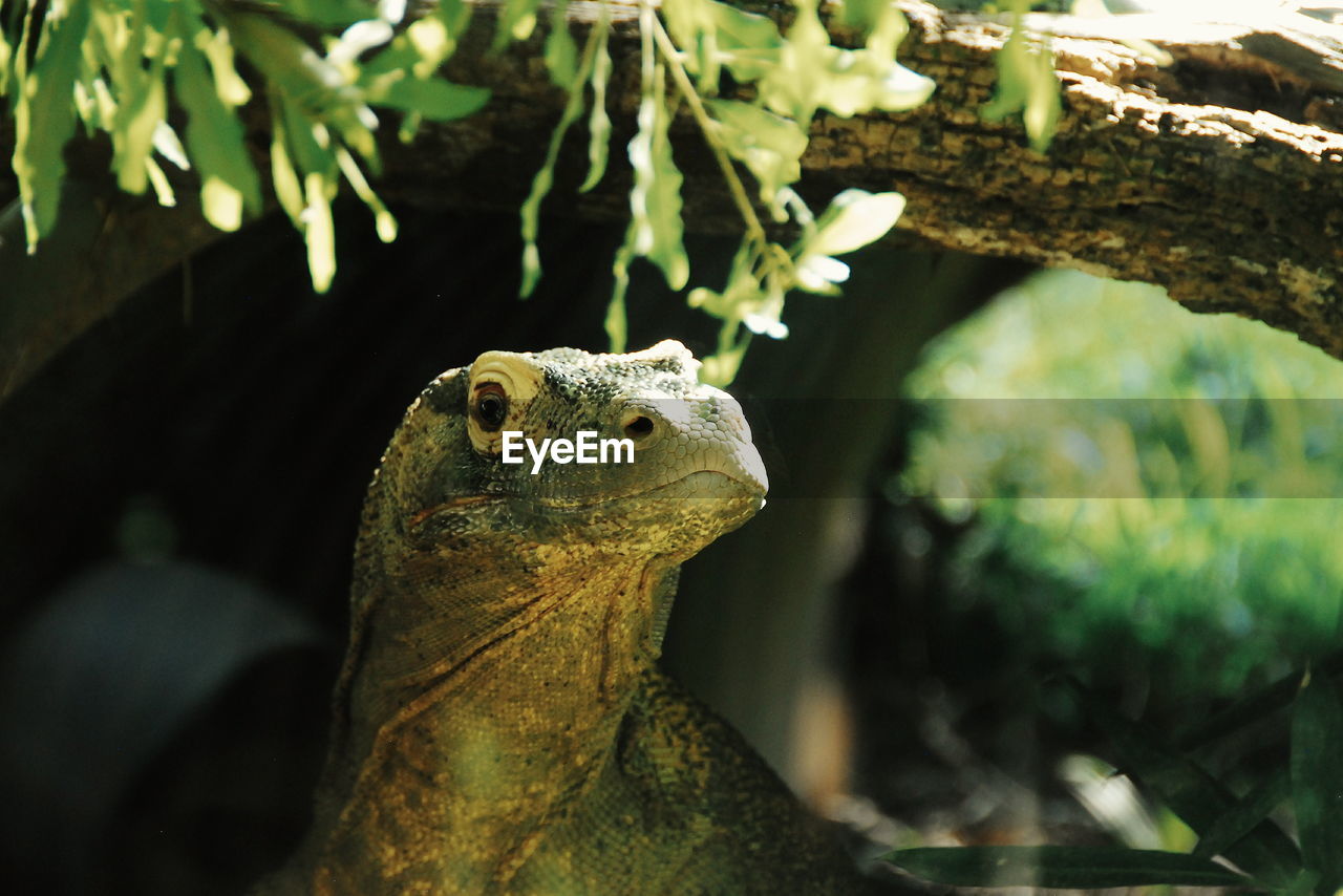 Close-up of a lizard on tree