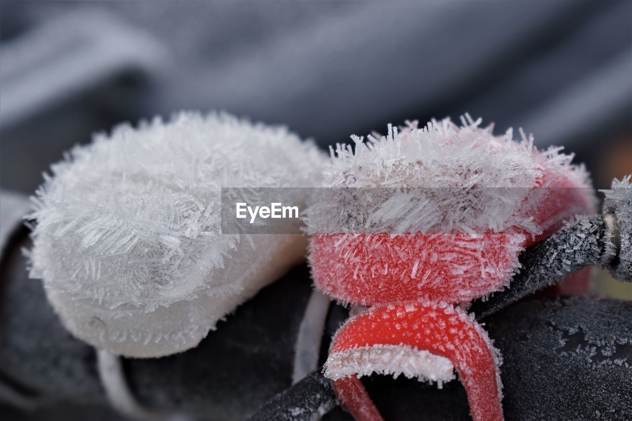 CLOSE-UP OF FROZEN PLANTS