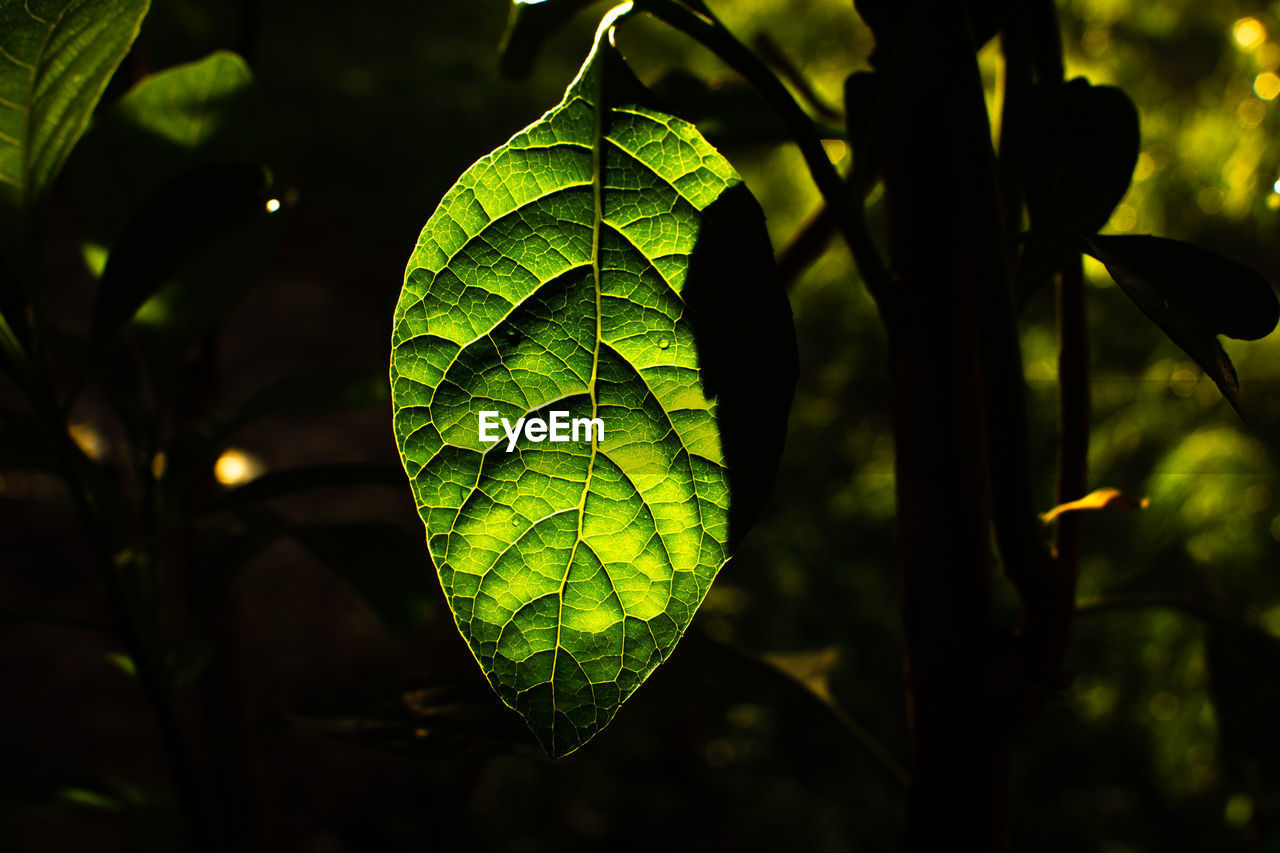 green, sunlight, nature, yellow, leaf, plant part, plant, light, tree, branch, growth, no people, flower, beauty in nature, macro photography, close-up, outdoors, forest, focus on foreground, jungle, tranquility, freshness, food and drink, environment, food