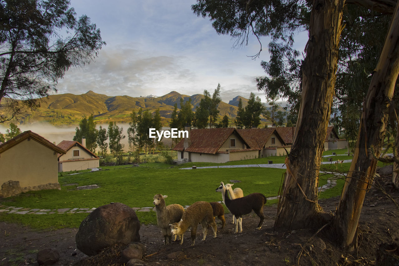 SHEEP IN A FIELD BY A HOUSE