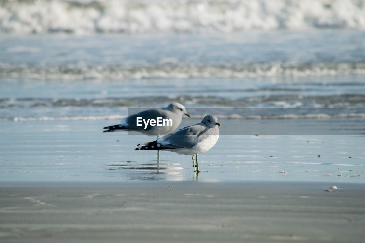 BIRDS ON BEACH