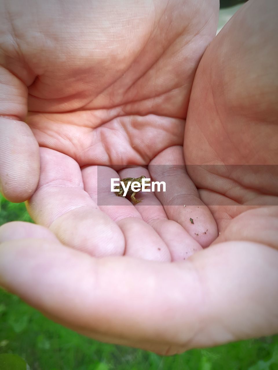 CROPPED IMAGE OF HAND HOLDING LEAF